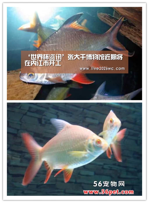 ‘世界杯资讯’张大千博物馆近期将在内江市开工(图1) 赛程时间